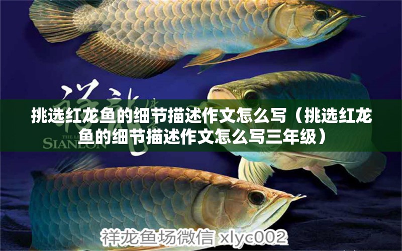 挑選紅龍魚(yú)的細(xì)節(jié)描述作文怎么寫(xiě)（挑選紅龍魚(yú)的細(xì)節(jié)描述作文怎么寫(xiě)三年級(jí)） 廣州龍魚(yú)批發(fā)市場(chǎng)