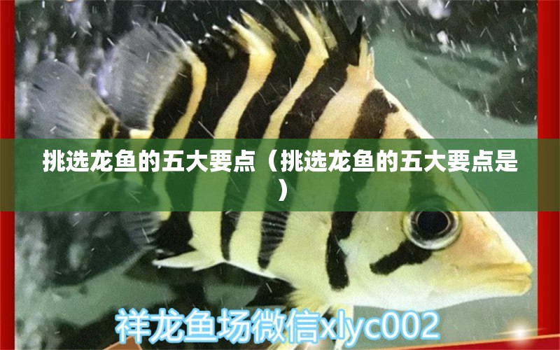 挑選龍魚的五大要點(diǎn)（挑選龍魚的五大要點(diǎn)是） 龍魚疾病與治療