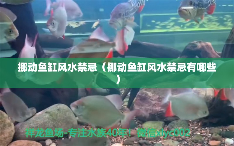 挪動魚缸風(fēng)水禁忌（挪動魚缸風(fēng)水禁忌有哪些）