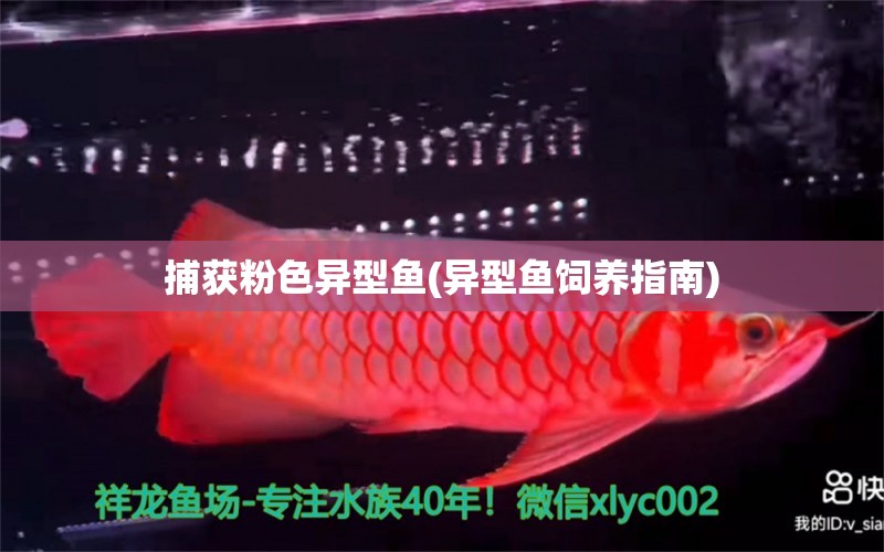 捕獲粉色異型魚(異型魚飼養(yǎng)指南) 白子銀版魚