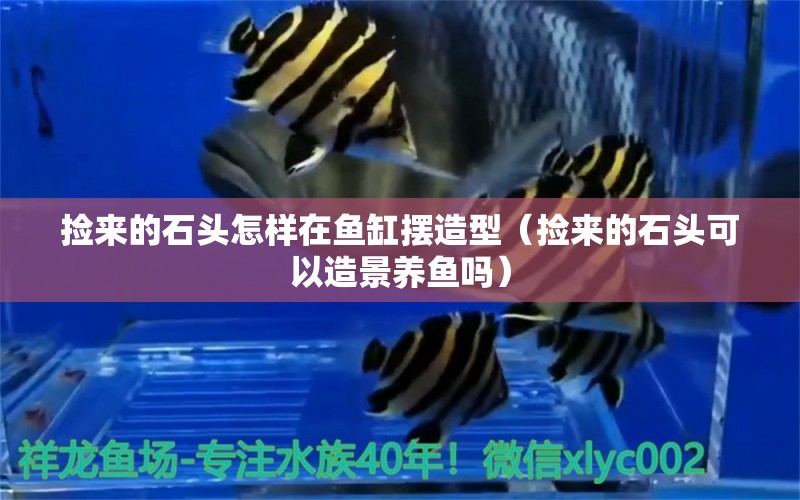 撿來的石頭怎樣在魚缸擺造型（撿來的石頭可以造景養(yǎng)魚嗎）