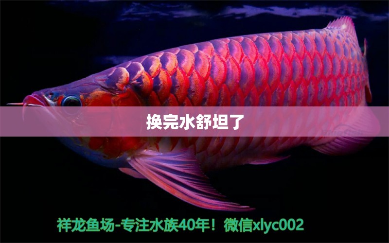 換完水舒坦了 觀賞魚論壇 第2張