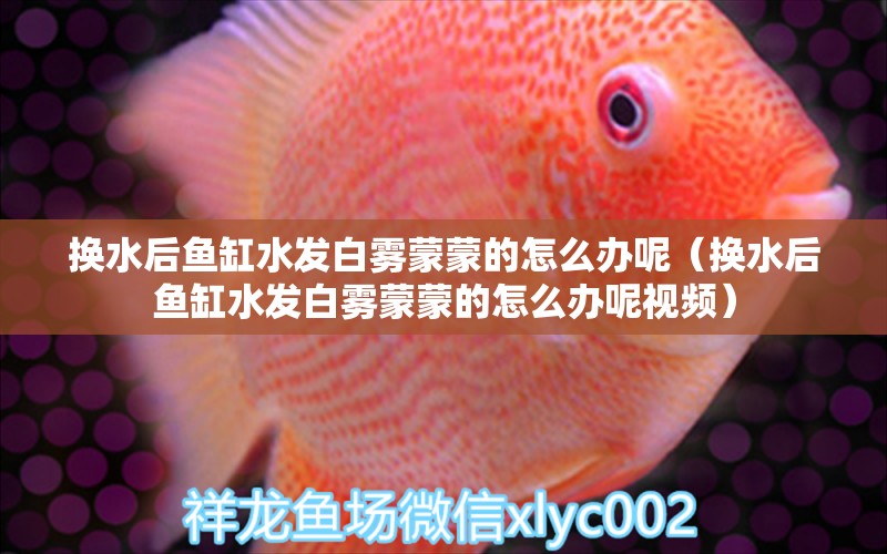 換水后魚缸水發(fā)白霧蒙蒙的怎么辦呢（換水后魚缸水發(fā)白霧蒙蒙的怎么辦呢視頻）