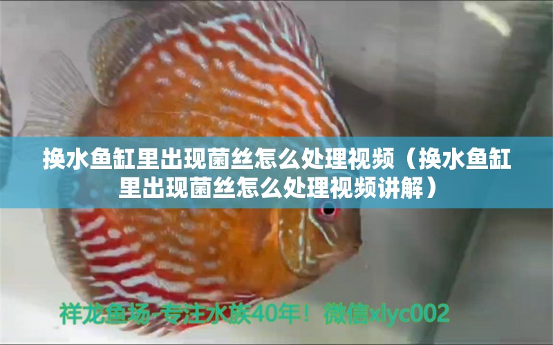 換水魚缸里出現(xiàn)菌絲怎么處理視頻（換水魚缸里出現(xiàn)菌絲怎么處理視頻講解）