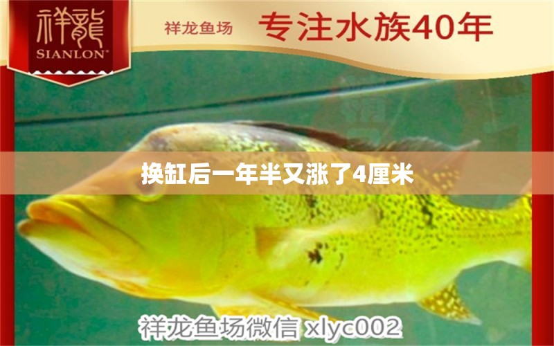 換缸后一年半又漲了4厘米 圖騰金龍魚 第3張