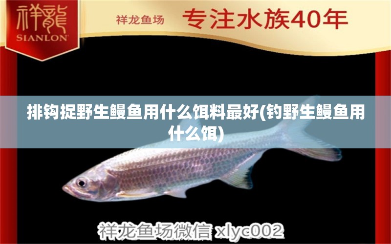 排鉤捉野生鰻魚用什么餌料最好(釣野生鰻魚用什么餌) 垂釣樂園