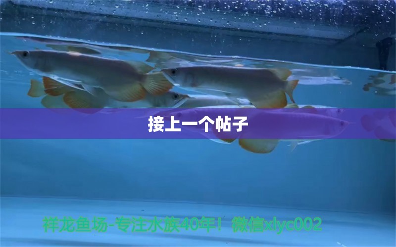 接上一個帖子 觀賞魚論壇 第3張