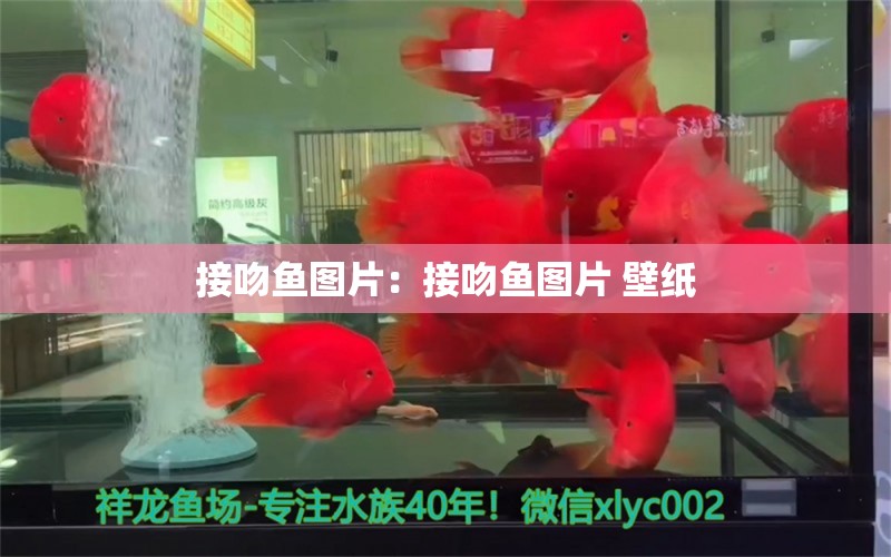 接吻魚圖片：接吻魚圖片 壁紙