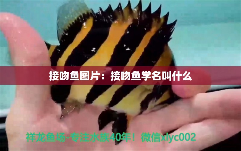 接吻魚(yú)圖片：接吻魚(yú)學(xué)名叫什么