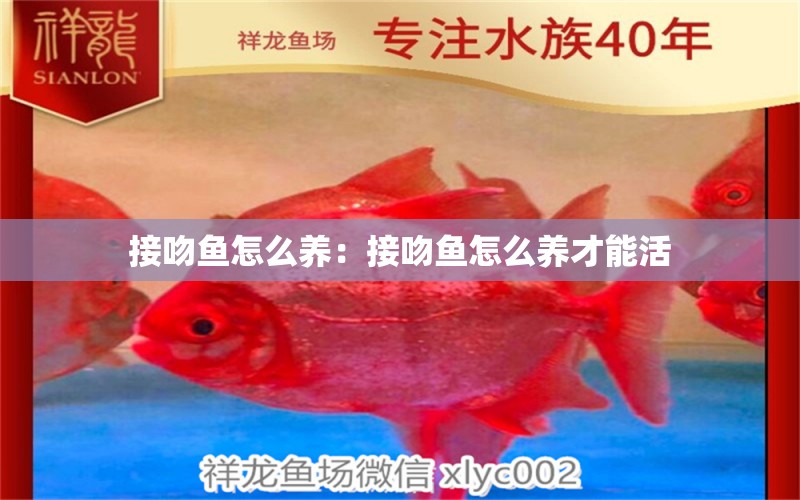 接吻魚怎么養(yǎng)：接吻魚怎么養(yǎng)才能活