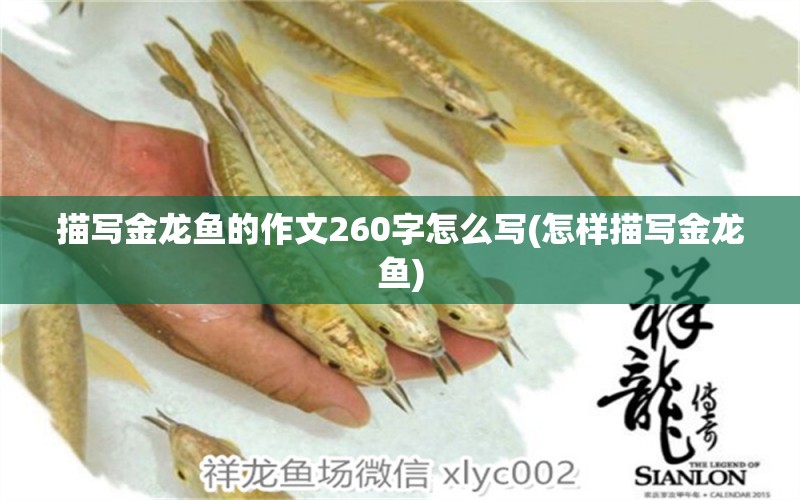 描寫金龍魚的作文260字怎么寫(怎樣描寫金龍魚) 委內(nèi)瑞拉奧里諾三間魚苗