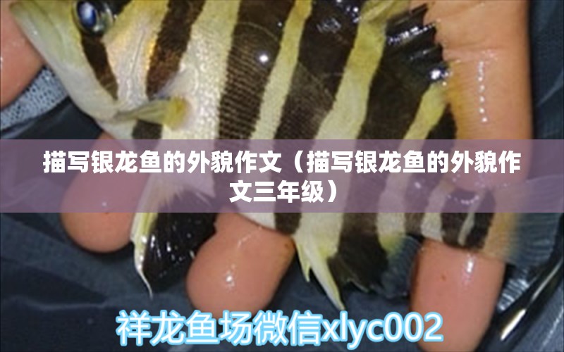 描寫(xiě)銀龍魚(yú)的外貌作文（描寫(xiě)銀龍魚(yú)的外貌作文三年級(jí)）