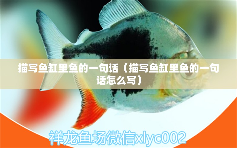 描寫魚缸里魚的一句話（描寫魚缸里魚的一句話怎么寫） 祥龍水族醫(yī)院