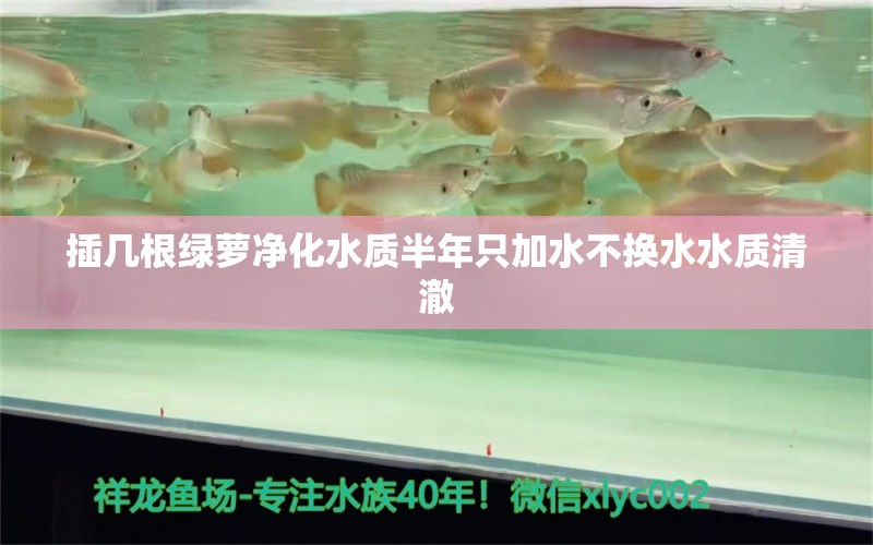 插幾根綠蘿凈化水質(zhì)半年只加水不換水水質(zhì)清澈