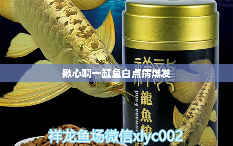 揪心啊一缸魚白點病爆發(fā) 龍魚疾病與治療