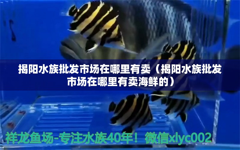 揭陽水族批發(fā)市場在哪里有賣（揭陽水族批發(fā)市場在哪里有賣海鮮的） 觀賞魚水族批發(fā)市場