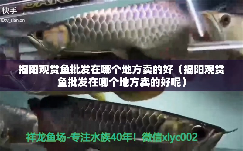 揭陽觀賞魚批發(fā)在哪個地方賣的好（揭陽觀賞魚批發(fā)在哪個地方賣的好呢） 觀賞魚批發(fā)