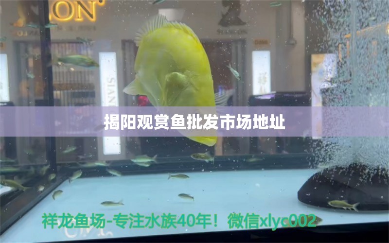 揭陽觀賞魚批發(fā)市場地址