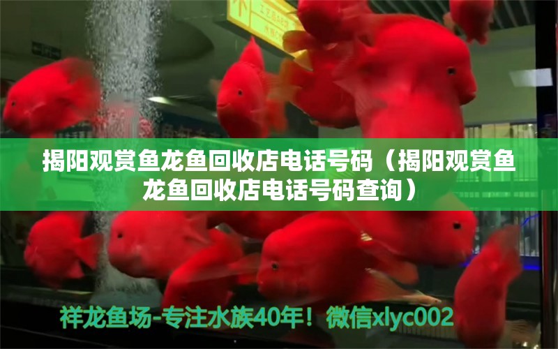 揭陽觀賞魚龍魚回收店電話號碼（揭陽觀賞魚龍魚回收店電話號碼查詢）