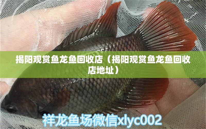 揭陽觀賞魚龍魚回收店（揭陽觀賞魚龍魚回收店地址）