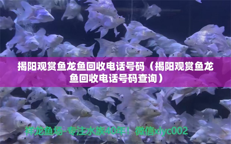 揭陽觀賞魚龍魚回收電話號碼（揭陽觀賞魚龍魚回收電話號碼查詢）