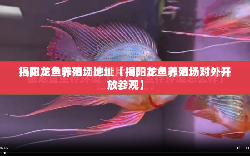 揭陽(yáng)龍魚(yú)養(yǎng)殖場(chǎng)地址【揭陽(yáng)龍魚(yú)養(yǎng)殖場(chǎng)對(duì)外開(kāi)放參觀】 水族問(wèn)答 第1張