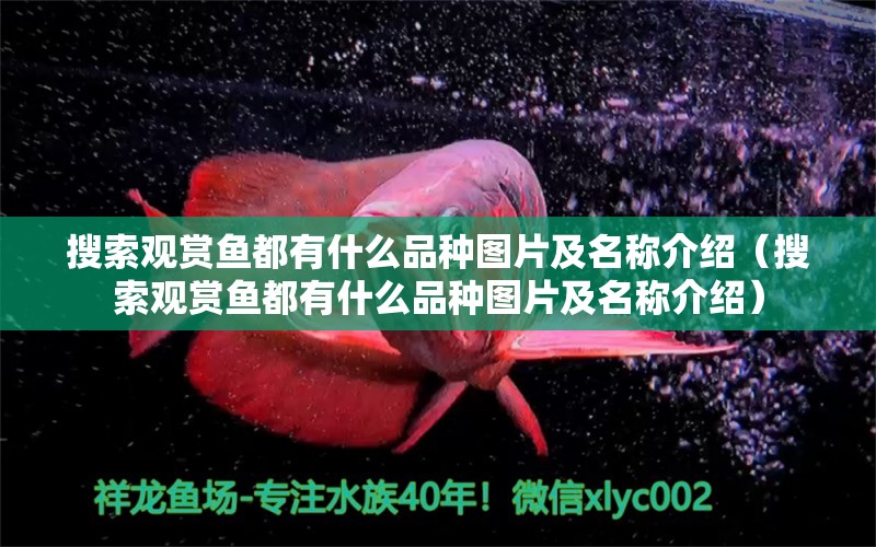 搜索觀賞魚都有什么品種圖片及名稱介紹（搜索觀賞魚都有什么品種圖片及名稱介紹）