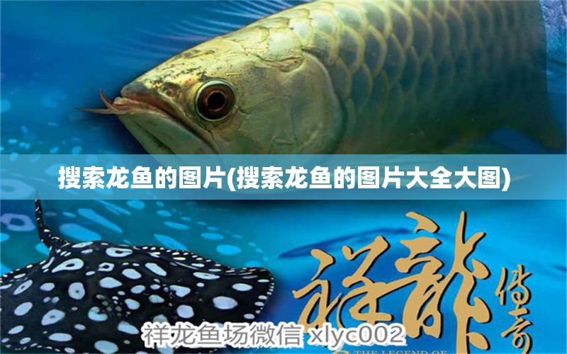 搜索龍魚的圖片(搜索龍魚的圖片大全大圖)