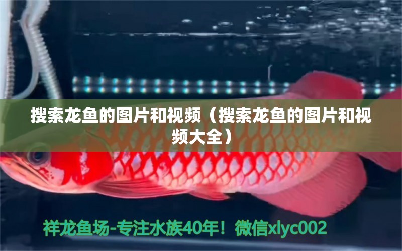 搜索龍魚的圖片和視頻（搜索龍魚的圖片和視頻大全） 廣州龍魚批發(fā)市場