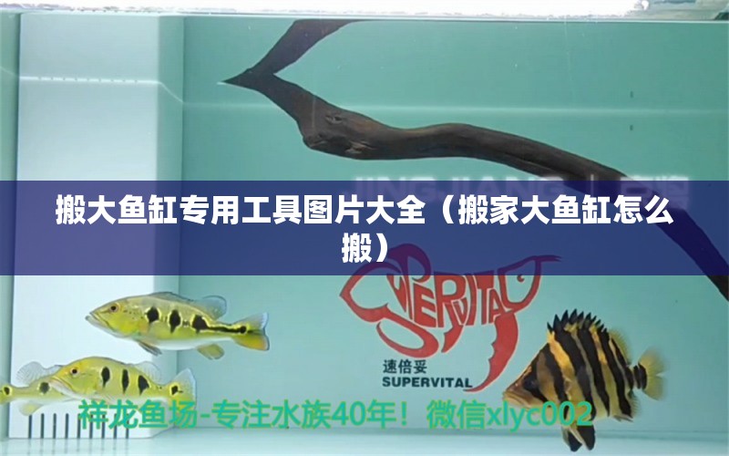 搬大魚缸專用工具圖片大全（搬家大魚缸怎么搬） 廣州觀賞魚批發(fā)市場