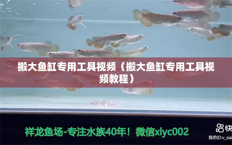 搬大魚缸專用工具視頻（搬大魚缸專用工具視頻教程）