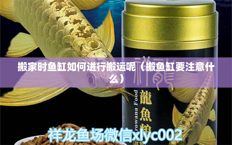 搬家時魚缸如何進(jìn)行搬運呢（搬魚缸要注意什么） 印尼虎苗