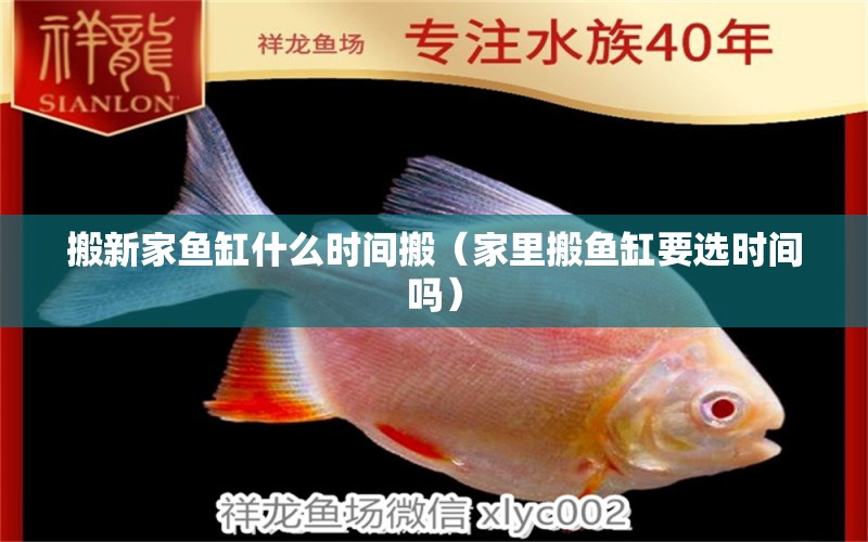 搬新家魚缸什么時間搬（家里搬魚缸要選時間嗎） 熊貓異形魚L46