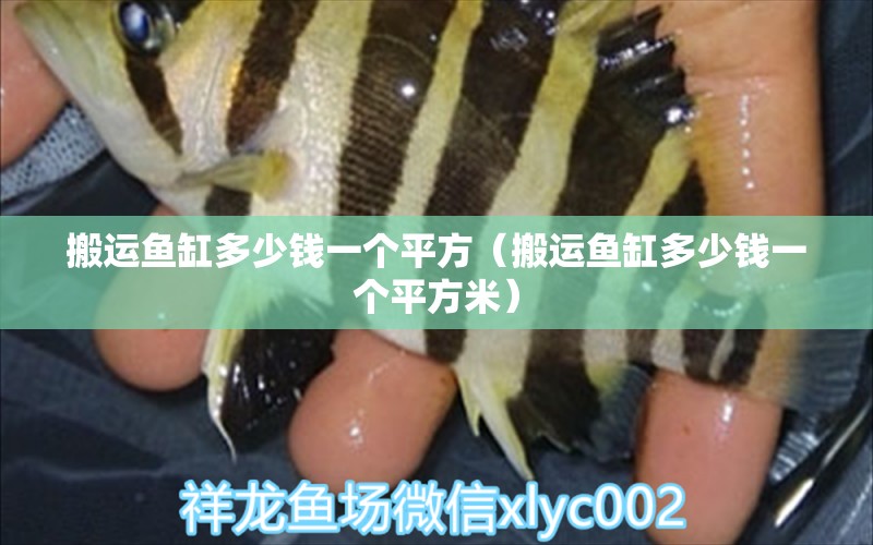 搬運魚缸多少錢一個平方（搬運魚缸多少錢一個平方米） 祥龍水族醫(yī)院