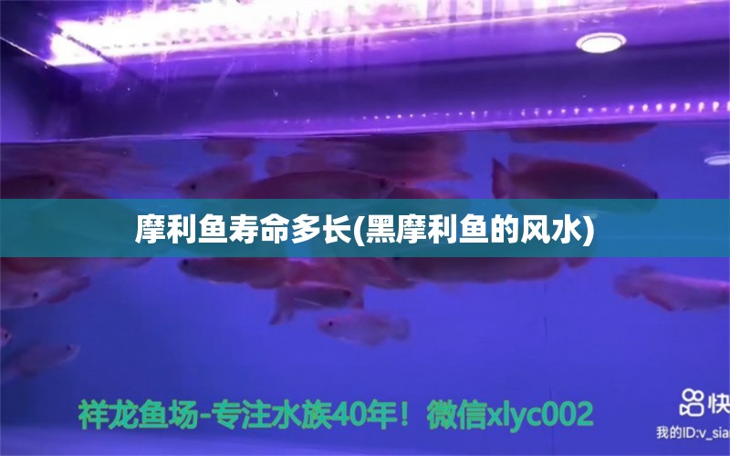 摩利魚壽命多長(黑摩利魚的風(fēng)水) 魚缸風(fēng)水 第2張