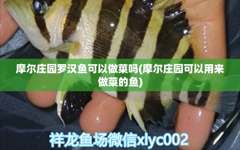 摩爾莊園羅漢魚可以做菜嗎(摩爾莊園可以用來做菜的魚)