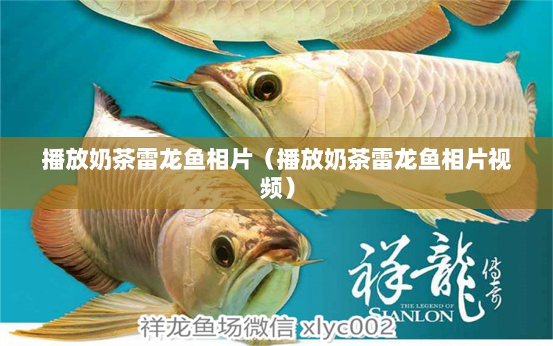 播放奶茶雷龍魚相片（播放奶茶雷龍魚相片視頻） 廣州龍魚批發(fā)市場(chǎng)