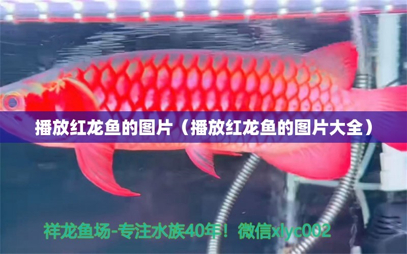 播放紅龍魚的圖片（播放紅龍魚的圖片大全） 印尼紅龍魚 第1張