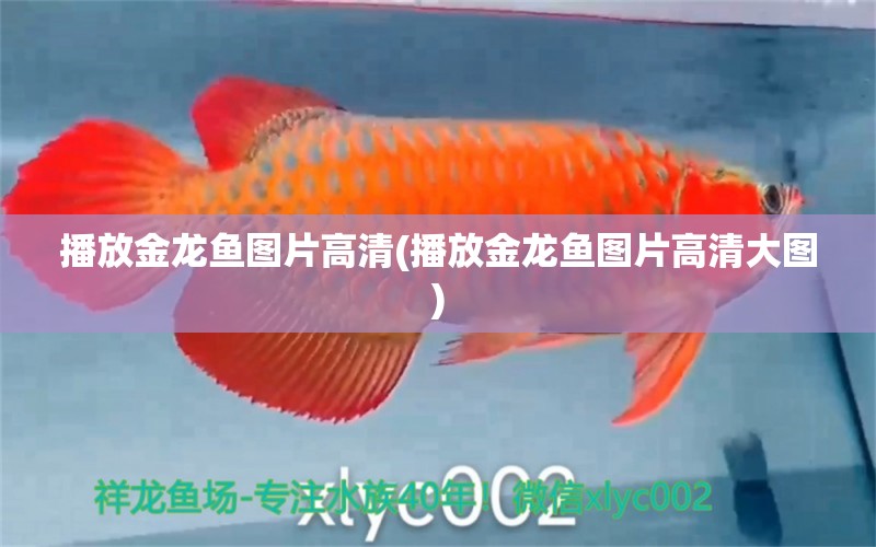 播放金龍魚圖片高清(播放金龍魚圖片高清大圖) 雪龍魚