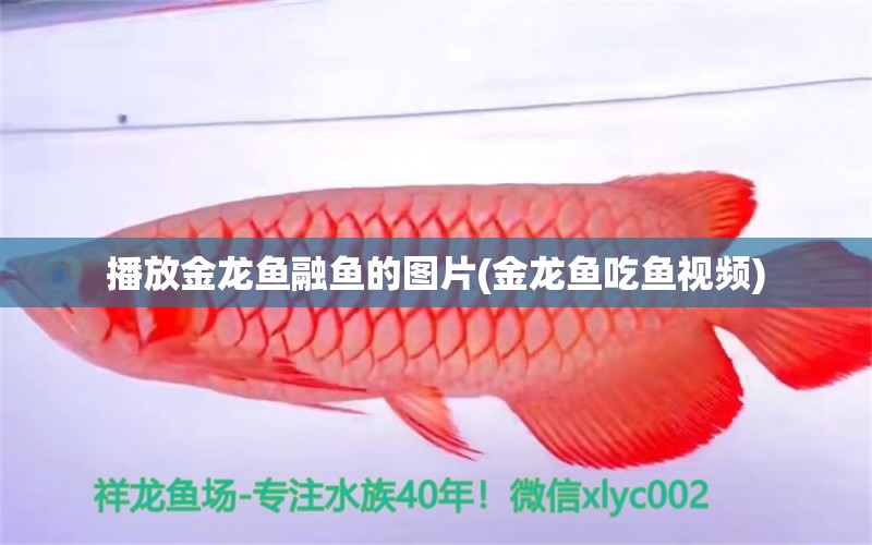 播放金龍魚(yú)融魚(yú)的圖片(金龍魚(yú)吃魚(yú)視頻) 泰國(guó)虎魚(yú)（泰虎）