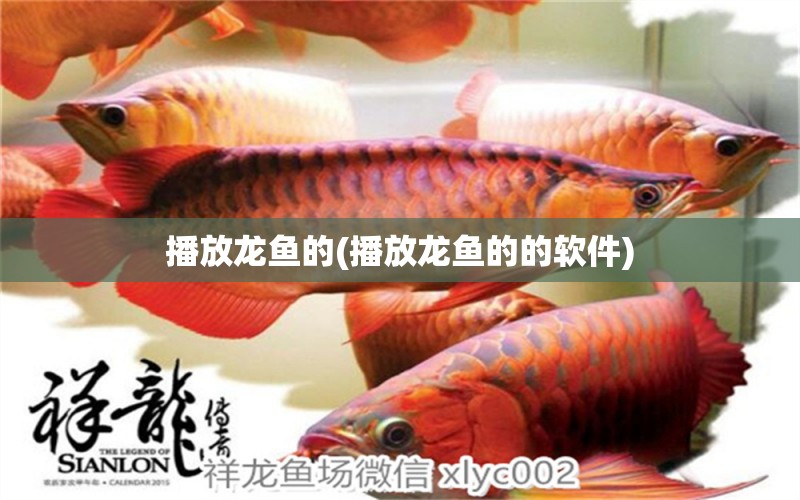 播放龍魚(yú)的(播放龍魚(yú)的的軟件) 胭脂孔雀龍魚(yú)