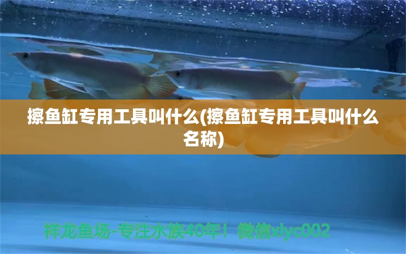 擦魚缸專用工具叫什么(擦魚缸專用工具叫什么名稱)