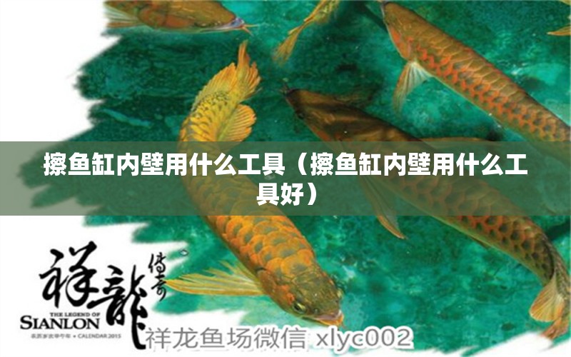 擦魚缸內(nèi)壁用什么工具（擦魚缸內(nèi)壁用什么工具好）