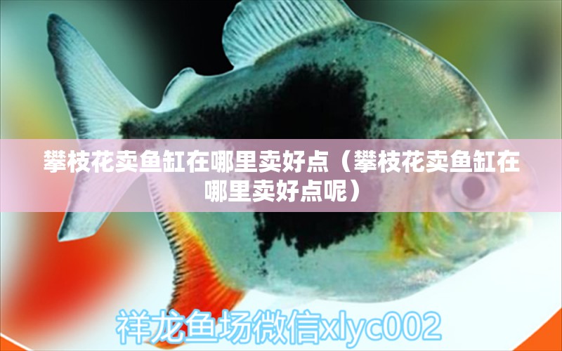 攀枝花賣魚缸在哪里賣好點(diǎn)（攀枝花賣魚缸在哪里賣好點(diǎn)呢） 祥龍魚場(chǎng)