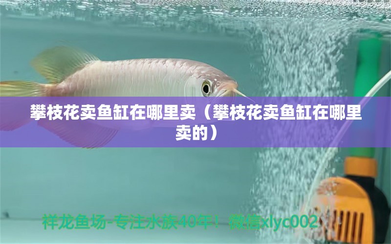 攀枝花賣魚缸在哪里賣（攀枝花賣魚缸在哪里賣的） 其他品牌魚缸