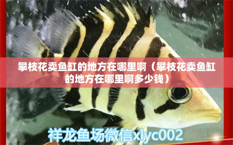 攀枝花賣魚缸的地方在哪里啊（攀枝花賣魚缸的地方在哪里啊多少錢） 銀古魚苗