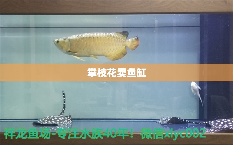 攀枝花賣魚缸 其他品牌魚缸