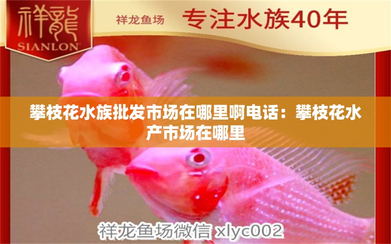 攀枝花水族批發(fā)市場在哪里啊電話：攀枝花水產(chǎn)市場在哪里