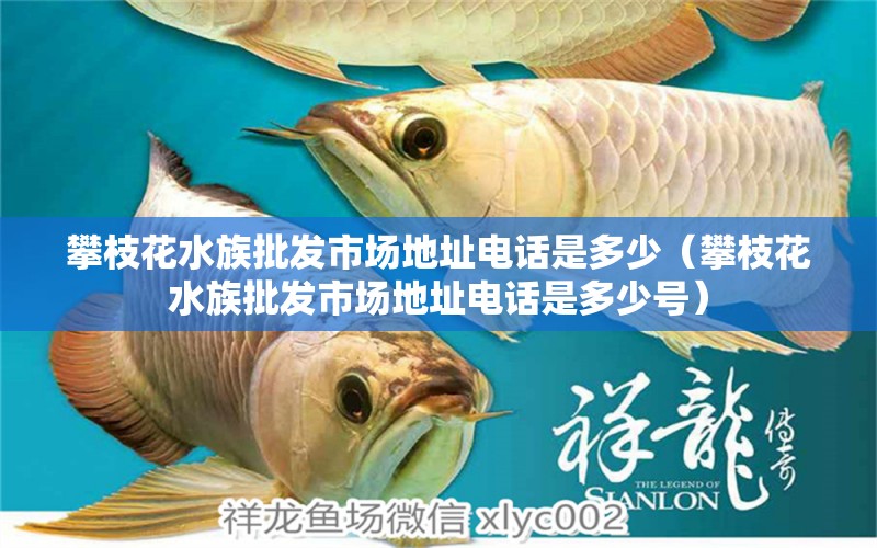 攀枝花水族批發(fā)市場地址電話是多少（攀枝花水族批發(fā)市場地址電話是多少號） 觀賞魚水族批發(fā)市場