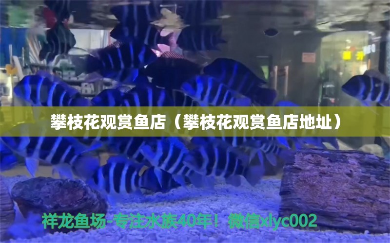 攀枝花觀賞魚店（攀枝花觀賞魚店地址）